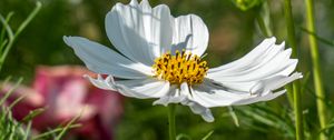 Preview wallpaper cosmos, petals, flower, macro, blur, white