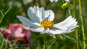Preview wallpaper cosmos, petals, flower, macro, blur, white