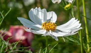 Preview wallpaper cosmos, petals, flower, macro, blur, white
