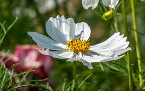 Preview wallpaper cosmos, petals, flower, macro, blur, white