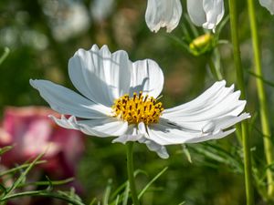 Preview wallpaper cosmos, petals, flower, macro, blur, white