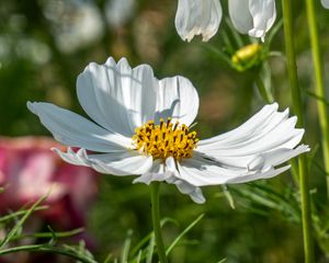 Preview wallpaper cosmos, petals, flower, macro, blur, white