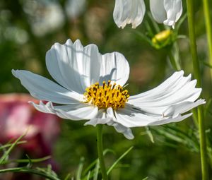 Preview wallpaper cosmos, petals, flower, macro, blur, white