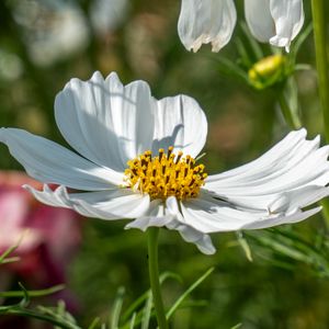 Preview wallpaper cosmos, petals, flower, macro, blur, white