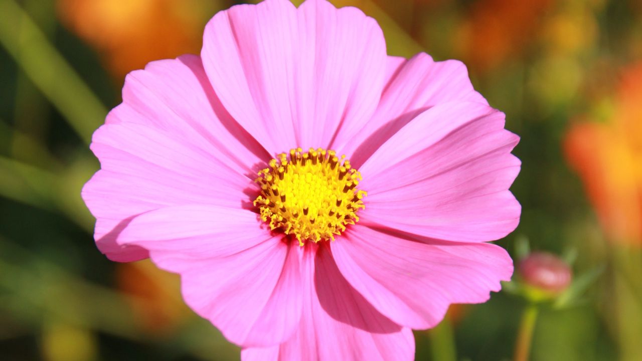 Wallpaper cosmos, pink, field, blur