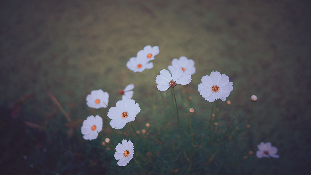 Wallpaper cosmos, wildflowers, blur