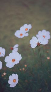 Preview wallpaper cosmos, wildflowers, blur