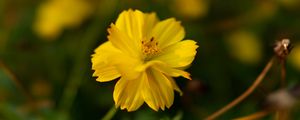 Preview wallpaper cosmos, yellow, flower, blur