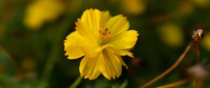 Preview wallpaper cosmos, yellow, flower, blur