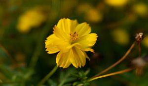 Preview wallpaper cosmos, yellow, flower, blur