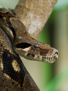 Preview wallpaper costa rica, snake, anaconda