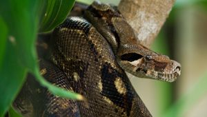 Preview wallpaper costa rica, snake, anaconda