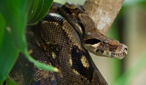 Preview wallpaper costa rica, snake, anaconda