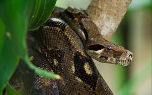 Preview wallpaper costa rica, snake, anaconda