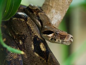 Preview wallpaper costa rica, snake, anaconda