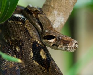 Preview wallpaper costa rica, snake, anaconda