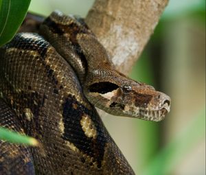 Preview wallpaper costa rica, snake, anaconda