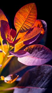 Preview wallpaper cotinus, leaves, shadows, light, plant