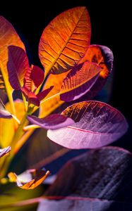 Preview wallpaper cotinus, leaves, shadows, light, plant