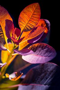 Preview wallpaper cotinus, leaves, shadows, light, plant