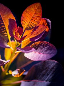 Preview wallpaper cotinus, leaves, shadows, light, plant