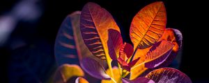 Preview wallpaper cotinus, leaves, shadows, light, plant