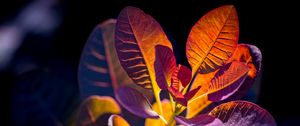 Preview wallpaper cotinus, leaves, shadows, light, plant