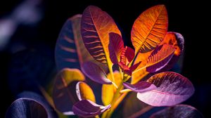 Preview wallpaper cotinus, leaves, shadows, light, plant