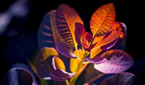 Preview wallpaper cotinus, leaves, shadows, light, plant