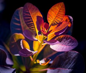 Preview wallpaper cotinus, leaves, shadows, light, plant