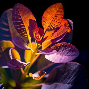 Preview wallpaper cotinus, leaves, shadows, light, plant