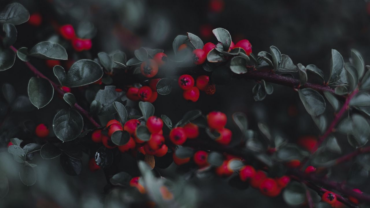 Wallpaper cotoneaster, berries, leaves, branches, macro