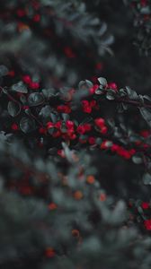 Preview wallpaper cotoneaster, berries, leaves, branches, macro
