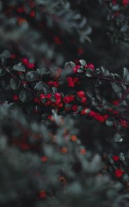 Preview wallpaper cotoneaster, berries, leaves, branches, macro