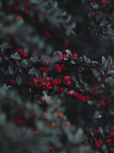 Preview wallpaper cotoneaster, berries, leaves, branches, macro