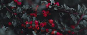 Preview wallpaper cotoneaster, berries, leaves, branches, macro