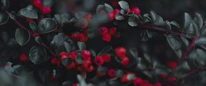 Preview wallpaper cotoneaster, berries, leaves, branches, macro