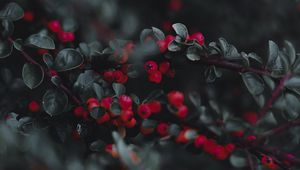 Preview wallpaper cotoneaster, berries, leaves, branches, macro