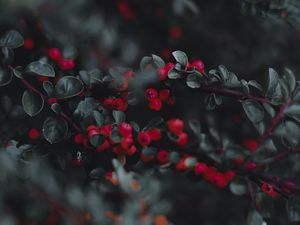 Preview wallpaper cotoneaster, berries, leaves, branches, macro