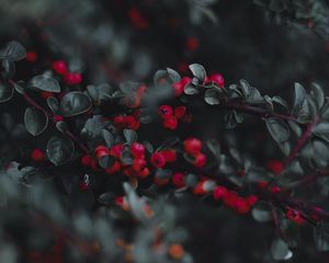 Preview wallpaper cotoneaster, berries, leaves, branches, macro