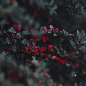 Preview wallpaper cotoneaster, berries, leaves, branches, macro