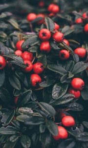 Preview wallpaper cotoneaster, berries, leaves, plant, macro