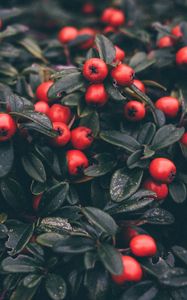 Preview wallpaper cotoneaster, berries, leaves, plant, macro