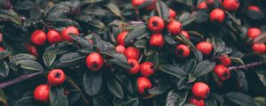 Preview wallpaper cotoneaster, berries, leaves, plant, macro