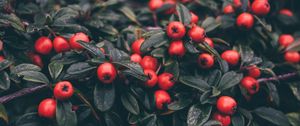 Preview wallpaper cotoneaster, berries, leaves, plant, macro