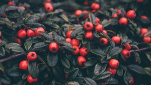 Preview wallpaper cotoneaster, berries, leaves, plant, macro