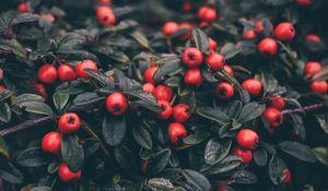 Preview wallpaper cotoneaster, berries, leaves, plant, macro