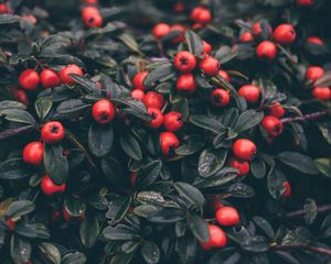 Preview wallpaper cotoneaster, berries, leaves, plant, macro