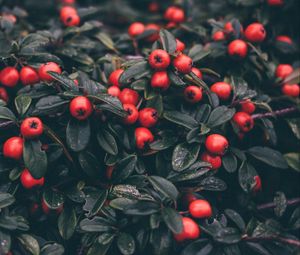 Preview wallpaper cotoneaster, berries, leaves, plant, macro