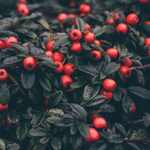 Preview wallpaper cotoneaster, berries, leaves, plant, macro